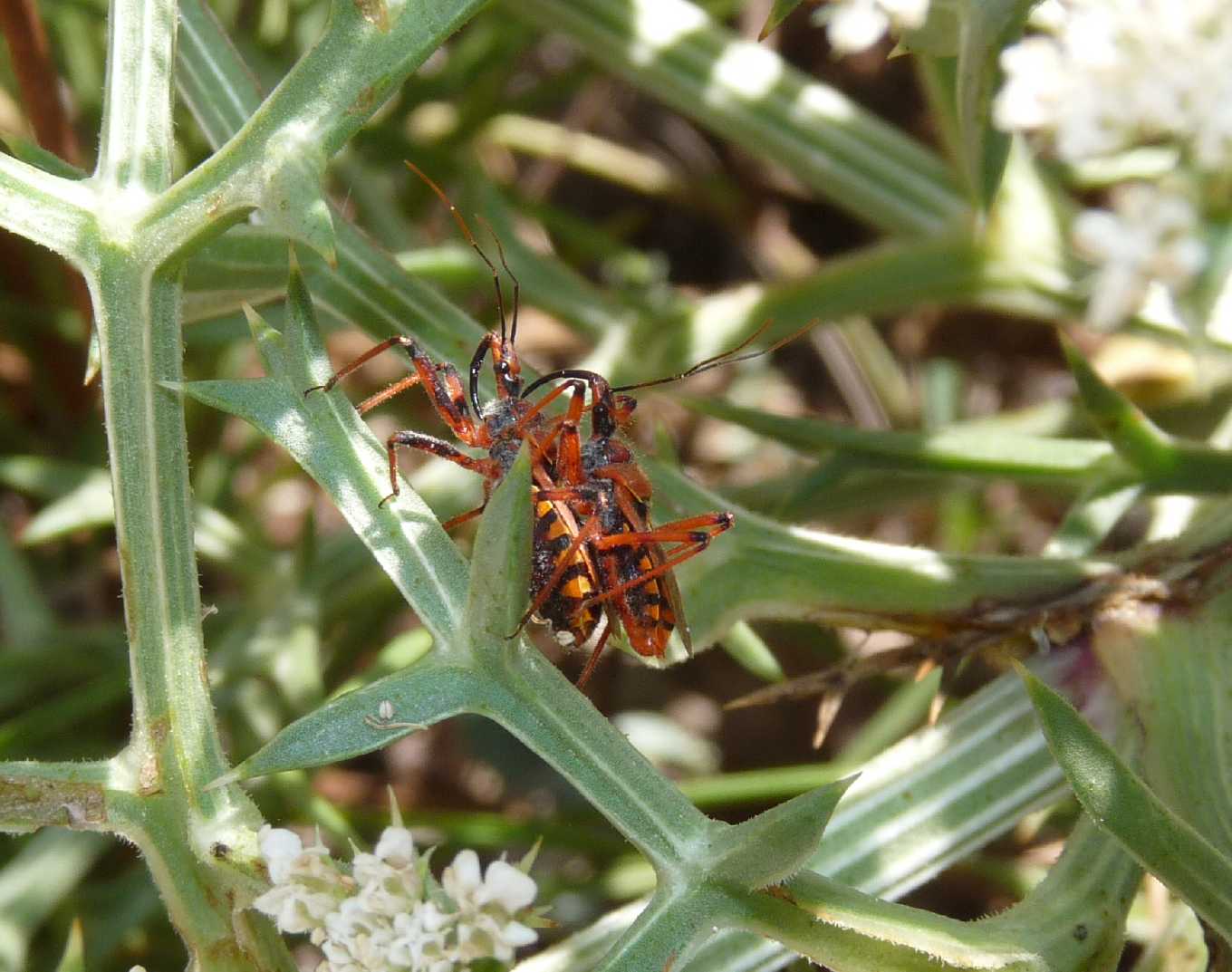 Rhynocoris erythropus (Accoppiamento) - Reduviidae